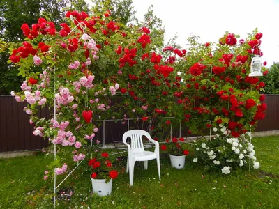 Вьющиеся розы для посадки 2021 года | SadAgroDon Семена саженцы цветы | Дзен