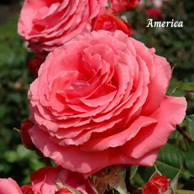 Куст вьющейся красной розы искусственной. (ID#1127126027), цена: 2000 ₴,  купить на Prom.ua