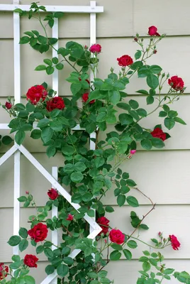 Плетистые розы: описание, посадка, уход, укрытие на зиму, обрезка