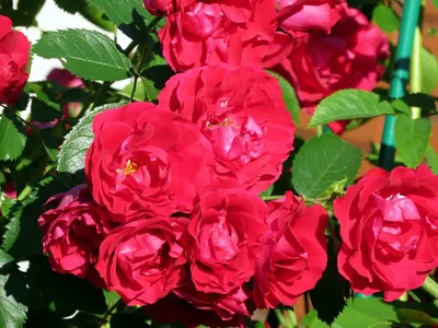 Розы | вьющиеся розовые кусты - ниспадающие - кустарники| питомник | МАТИ  1909