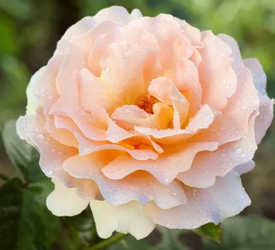 Плетистые розы в саду фото - Интернет-журнал Inhomes