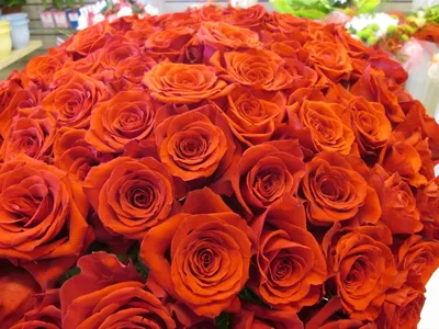 Высокие розы (70 см) | Цветочный Рай