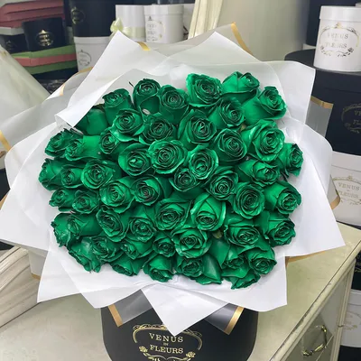 Розы зеленого цвета фото фотографии