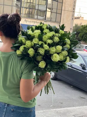 Красивые зеленые розы на белой предпосылке Стоковое Изображение -  изображение насчитывающей цвет, лепестки: 151337197