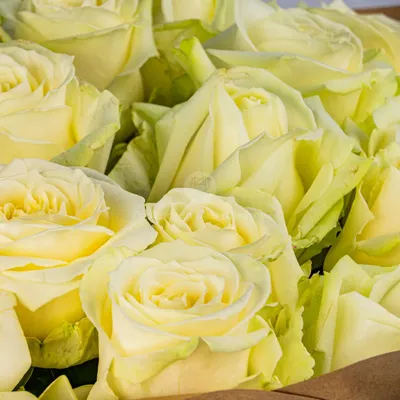 Розы зеленые Camouflage — купить в Риге на сайте FlowerShop.lv
