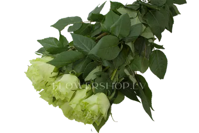 Зелёные розы | Ксения Rosebushes | Дзен