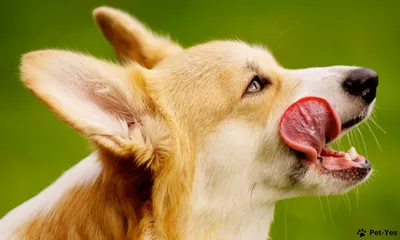 Лакомство для собак Рубец говяжий, 40 гр., цены, купить в интернет-магазине  Четыре Лапы с быстрой доставкой
