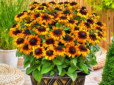 Семена Рудбекия многолетняя желтая (Rudbeckia Goldsturm), 50 штук |  AliExpress