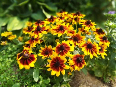 Купить семена Рудбекия Rudbeckia Duble Dcsy в Москве: доставка семян по  России и СНГ - интернет-магазин «Сады Семирамиды»