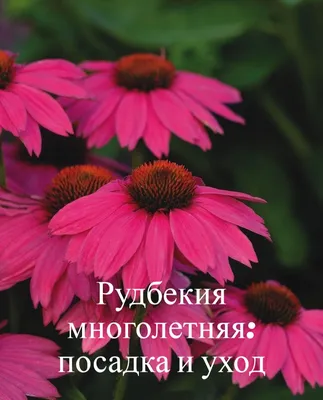 Рудбекия многолетняя (42 фото) - 42 фото