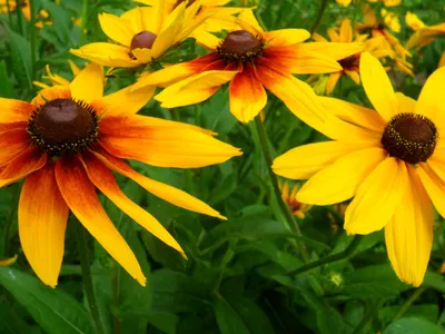 Семена Рудбекия многолетняя желтая (Rudbeckia Goldsturm), 50 штук |  AliExpress