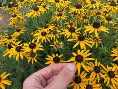 Рудбекия блестящая Goldstrum (Rudbeckia fulgida Goldstrum)
