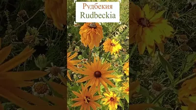 рудбекия многолетняя — купить в Красноярске. Садовые цветы на  интернет-аукционе Au.ru
