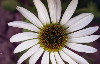 Рудбекия многолетняя (Rudbeckia).🌻 #flowerworld #цветы #flowers  #многолетники - YouTube