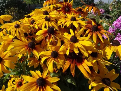 Семена Рудбекия многолетняя желтая (Rudbeckia Goldsturm), 50 штук |  AliExpress