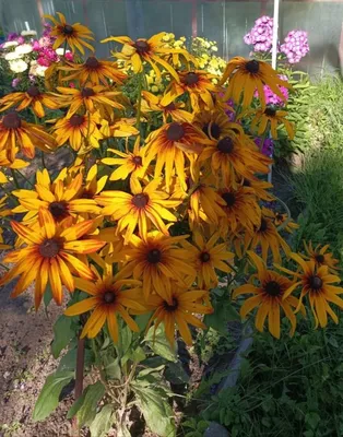Рудбекия большая (Rudbeckia maxima)