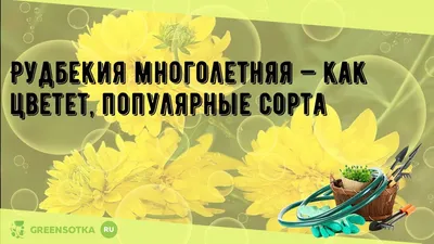 Высокие желтые уличные цветы - 58 фото