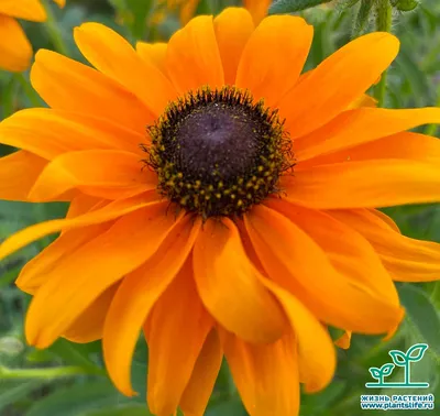 Рудбекия многолетняя (Rudbeckia): уход, посадка и выращивание из семян |  Цветочная поляна - Все про цветы | Дзен