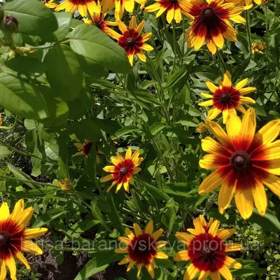 Семена Рудбекия многолетняя желтая (Rudbeckia Goldsturm), 50 штук |  AliExpress