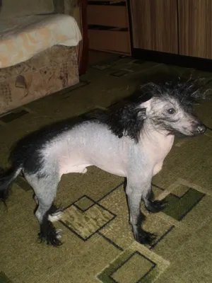 китайская Crested собака безволосая Стоковое Изображение - изображение  насчитывающей бело, съемка: 9087453