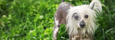 19 необычных собак с уникальным окрасом | Unusual dog breeds, Chinese dog,  Chinese crested