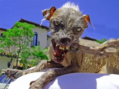 Лысая собака с волосами - 62 фото