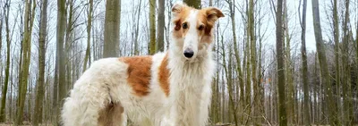 ТОП 30 собак для аллергиков и астматиков: гипоаллергенные породы собак |  Заповедник