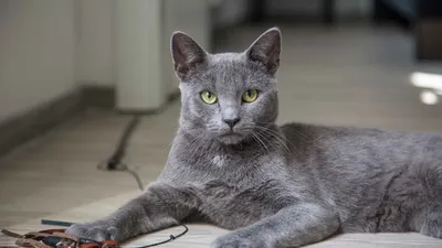 Русская кошка на фото - обаятельные глаза