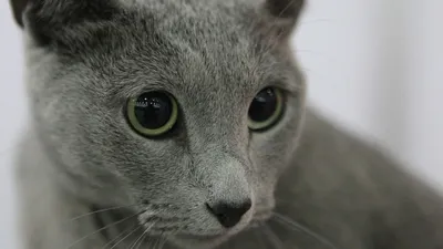 Русская кошка фотографии