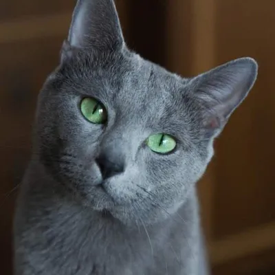 Русская кошка с яркими глазами - фото