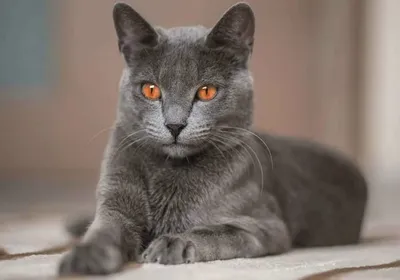 Русская кошка в стиле арт - фото
