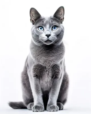 Русская кошка на фото - нежность и красота