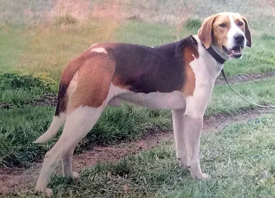 Русская пегая гончая (Russian piebald hound) (Породы собак) русский пегий  гончий, русские пегие гончие, гончие собаки, щенки гончей, гончая купить, русские  собаки, гончая фото, щенки русской гончей, гончие Энциклопедия о животных  EGIDA.BY