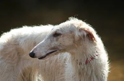 Русская гончая (Russian Piebald hound) - это выносливая и любознательная  порода собак. Описание, фото, отзывы.