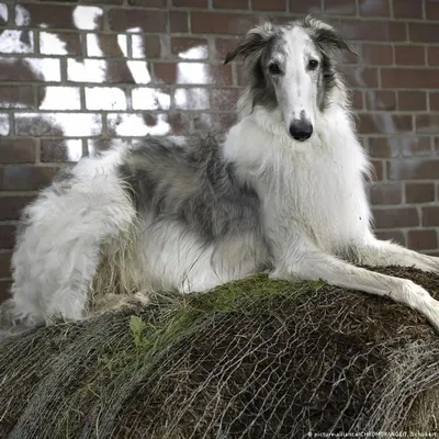 Белая русская собака, Borzoi, охотничья собака весной Стоковое Изображение  - изображение насчитывающей красивейшее, чистоплемено: 60169769