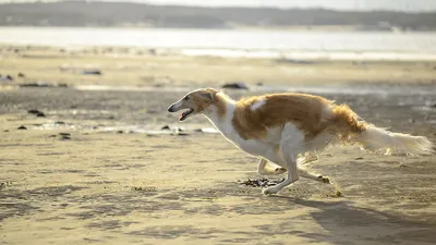 Белая русская собака, Borzoi, охотничья собака весной Стоковое Фото -  изображение насчитывающей лето, лон: 61270374