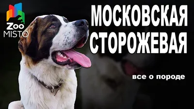 Московская сторожевая - Породы собак не являются научно определяемой  биологической классификацией, являясь группами собак, определяемыми клубами  любителей по интересам, которые называются клубами любителей собак или  какой-то отдельной породы собак ...