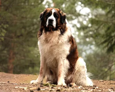 Большая московская сторожевая собака породы рядом с хозяином в парке на  прогулке | Премиум Фото