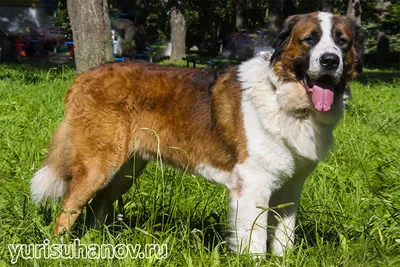 Московская сторожевая собака - щенки, фото и характеристика | Порода |  Pet-Yes