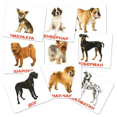 Русские породы собак фото фотографии
