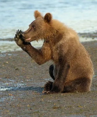 Фотография русского медведя: красивый и мощный вид