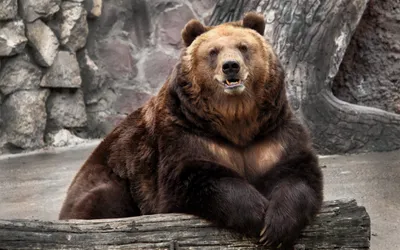 Русский медведь в природе: фото в формате webp