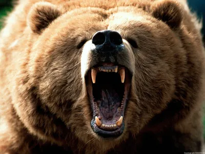 Фото русского медведя: скачать в высоком разрешении