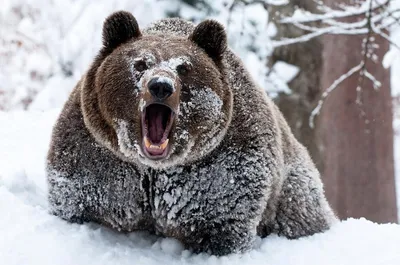 Захватывающий вид русского медведя: png фото бесплатно
