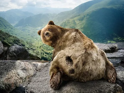 Медведь на фото: русский реликтовый вид