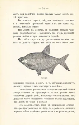 russian по низкой цене! russian с фотографиями, картинки на электрические  рыбы игрушки фотографии.alibaba.com