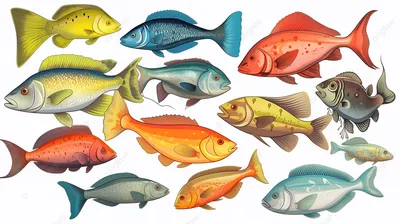 большая группа рыб на белом фоне, картинка рыбы клипарт фон картинки и Фото  для бесплатной загрузки