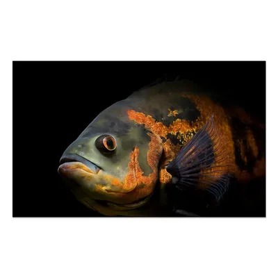 Виды рыб в картинках - 77 фото