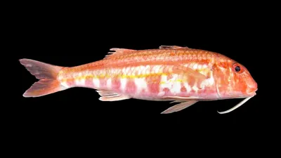 Рыба барабулька: описание, виды - Frost-Fish