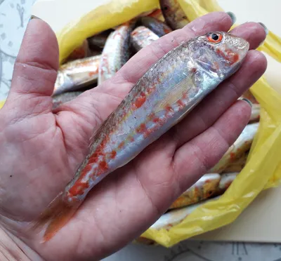 Барабулька - ценная морская рыбка, визитная карточка Керченского пролива.  Как выглядит и как приготовить | Птичка без клетки | Дзен